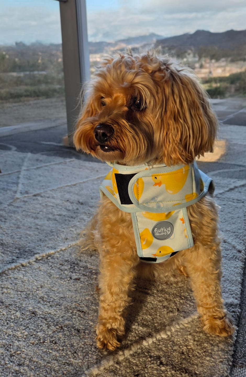 Customer photo review of Rain Jacket - You Quack Me Up!