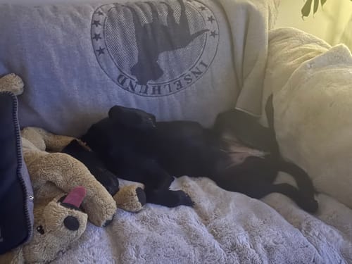 Kundenbewertung mit Foto zu CAILY | Hundedecke & Sofaschutz – Wasserdicht, waschbar & super weich