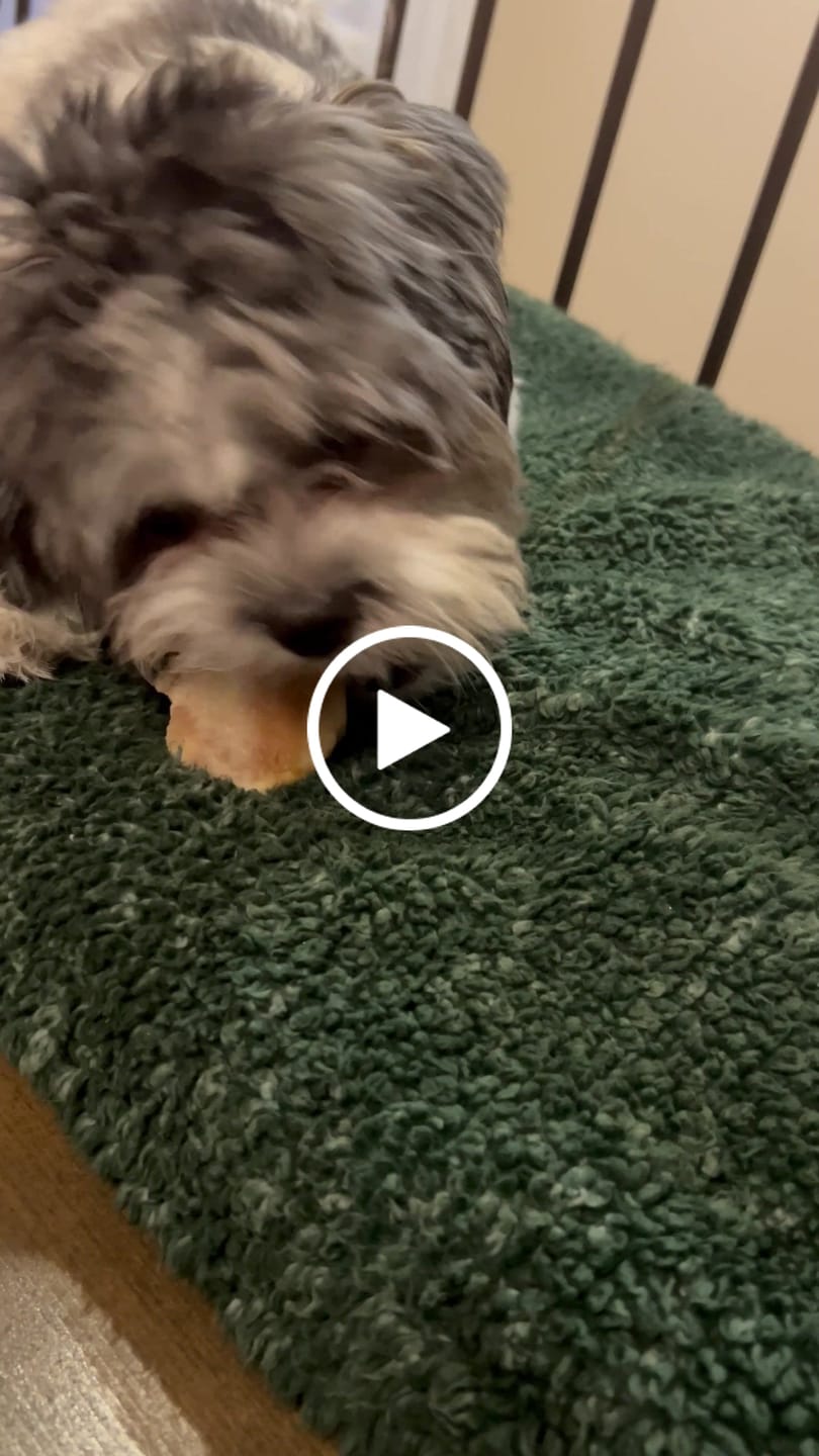Customer video review of Petz Gourmet - Os Tartar Buster de boeuf pour chien