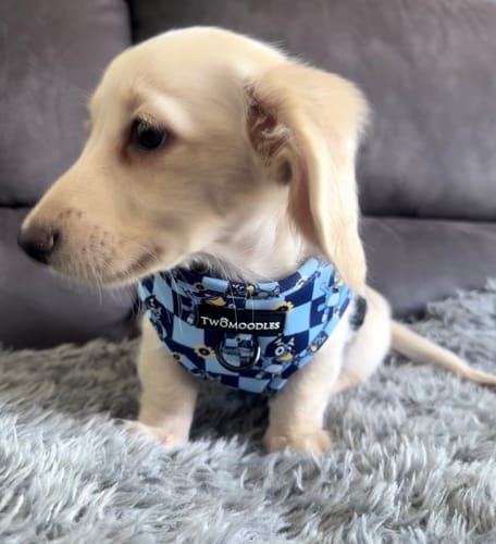 Customer photo review of HARNESS ADJUSTABLE - TRUE BLUEY