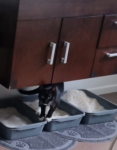 Customer photo review of Fit Litter