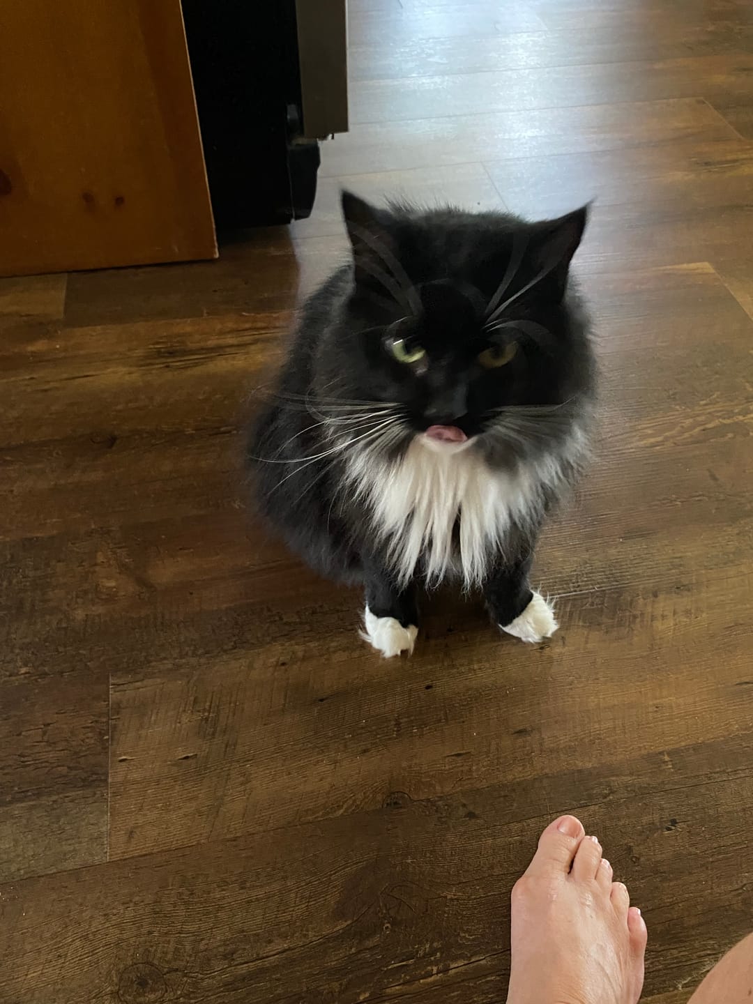 Customer photo review of Freeze Dried Chicken Treats