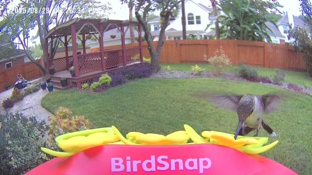 Customer photo review of Smart Hummingbird Feeder