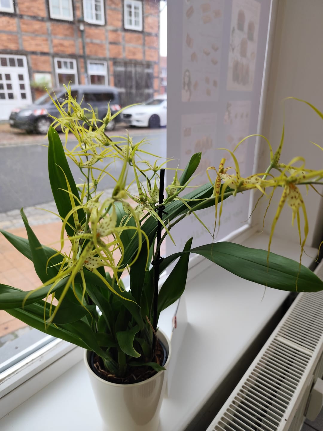 Customer photo review of Spinnenorchidee Brassia Fabian mit 4 Rispen