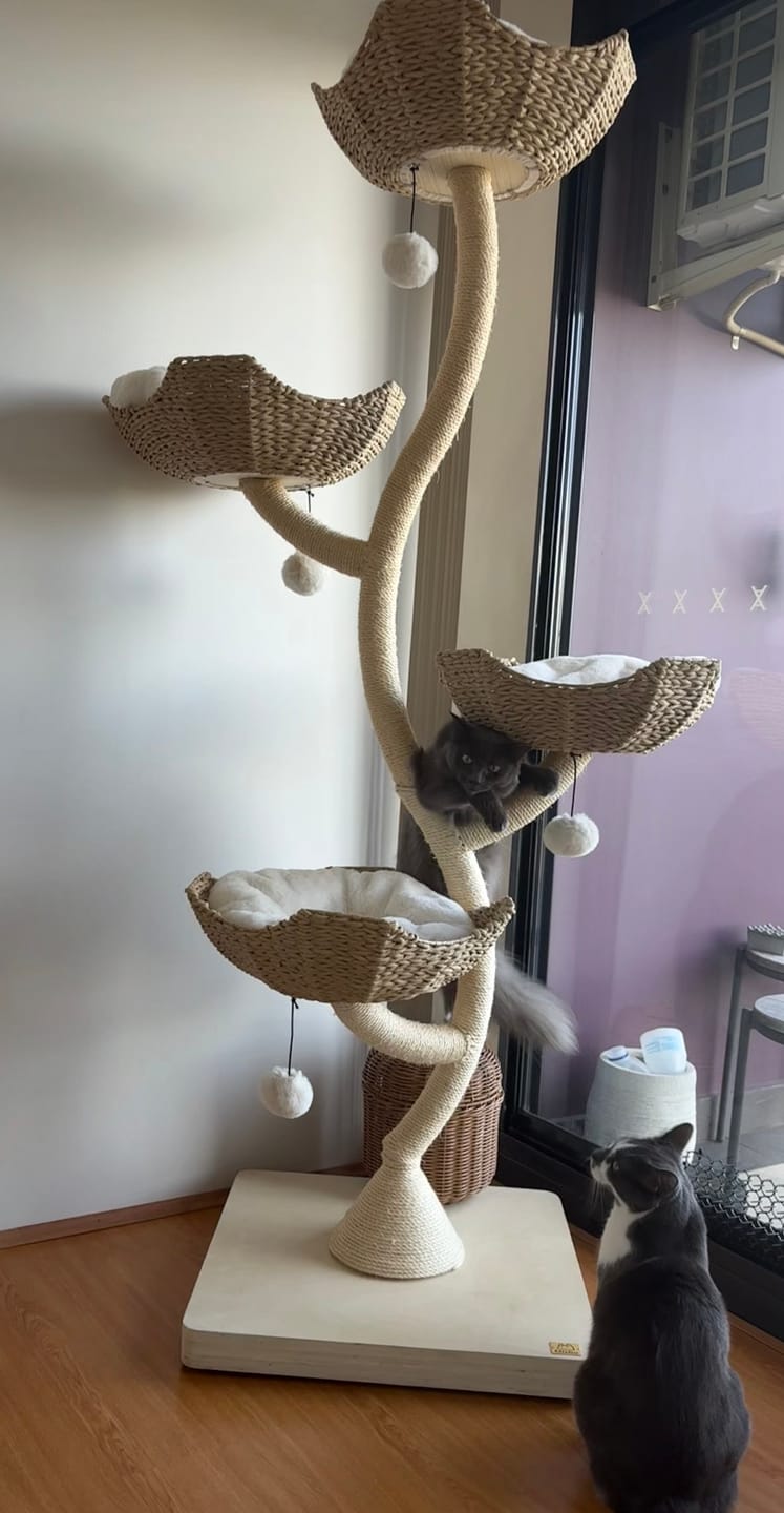 Customer photo review of MICHU Ivy Cat Tower Deluxe 4-Tier Designer Tall Cat Tree Pre Order