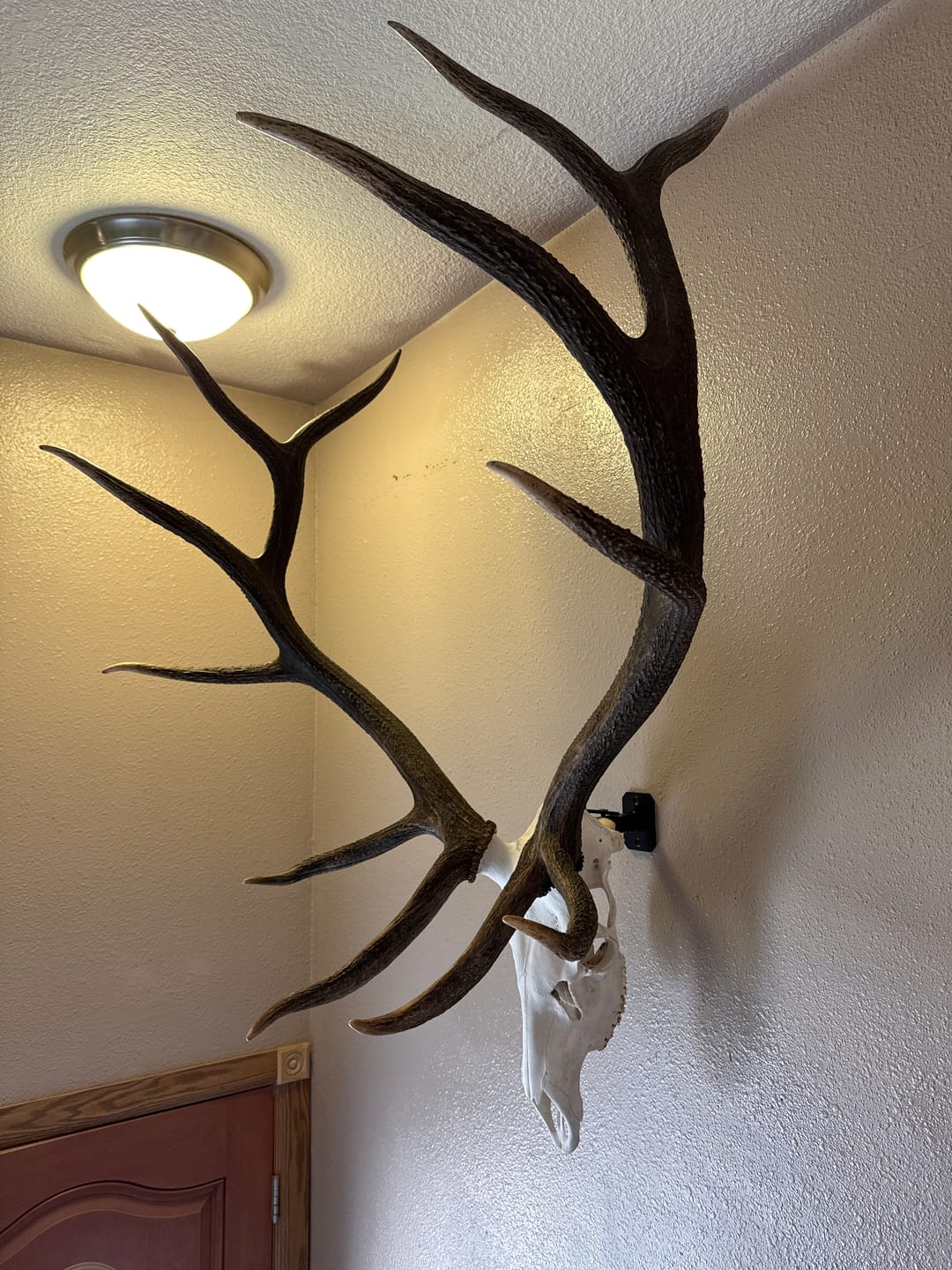 Customer photo review of SkulLok | Large Game