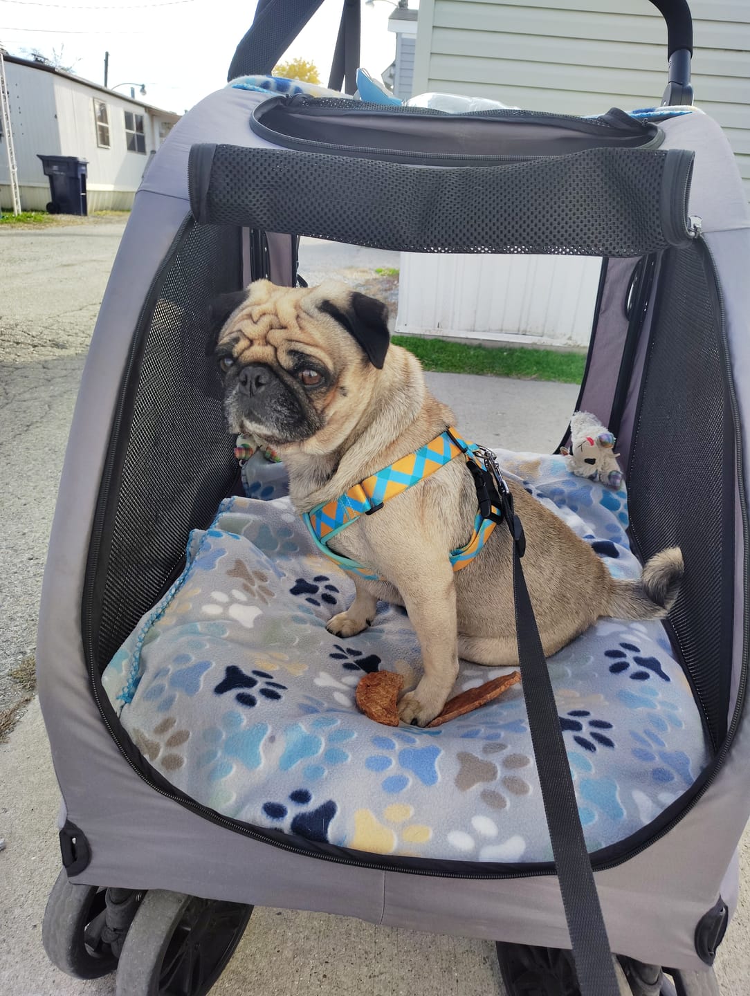 Customer photo review of Colorful PRO Protective Trachea Dog X Harness – Single or Set with 3-Way Shock-Absorbing Leash
