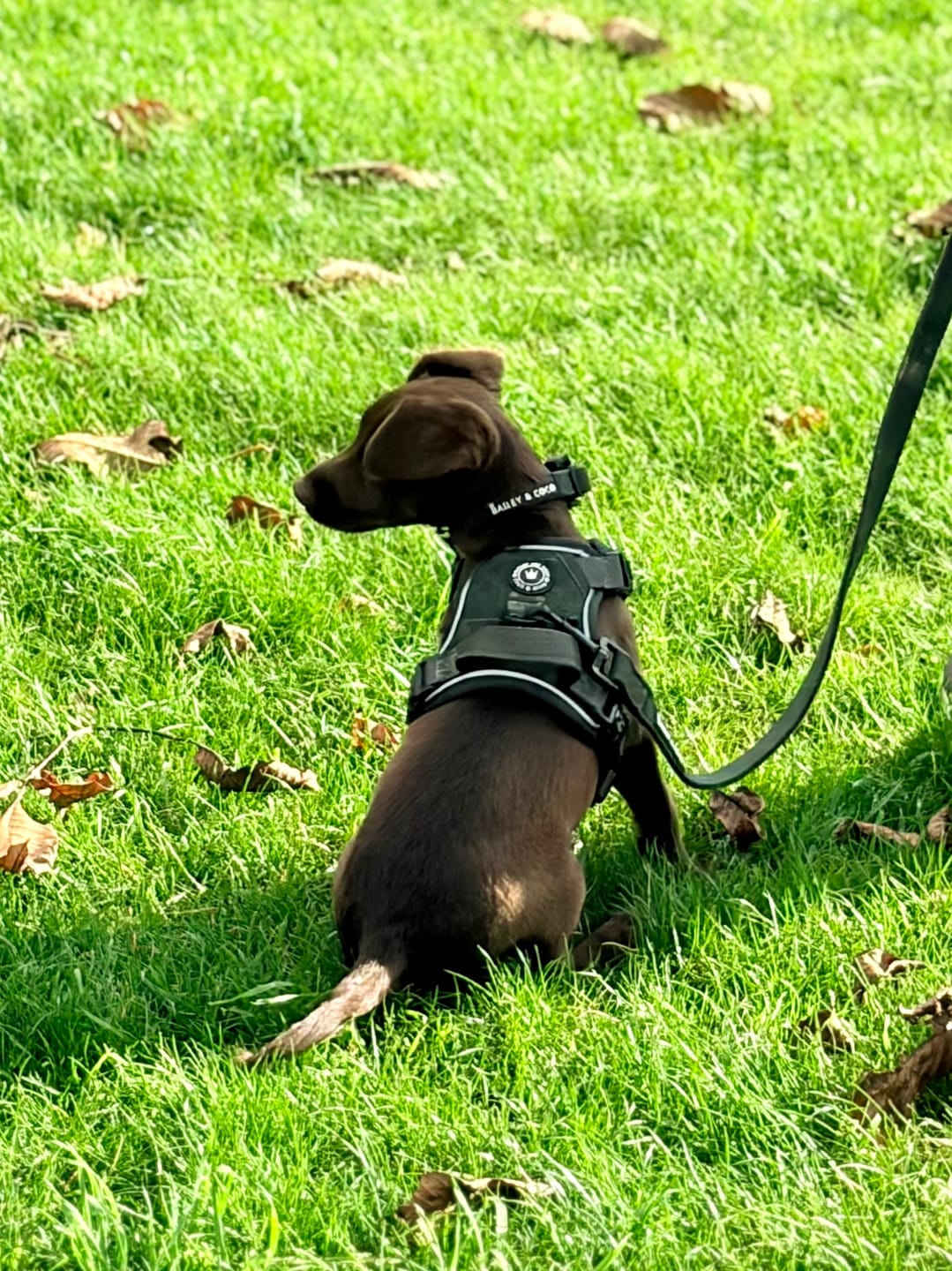 Customer photo review of Trail & Glow® Dog Harness Bundle Set - Forest Tweed