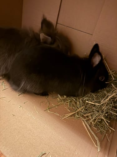 Customer photo review of Timothy Hay Box 'Blend'