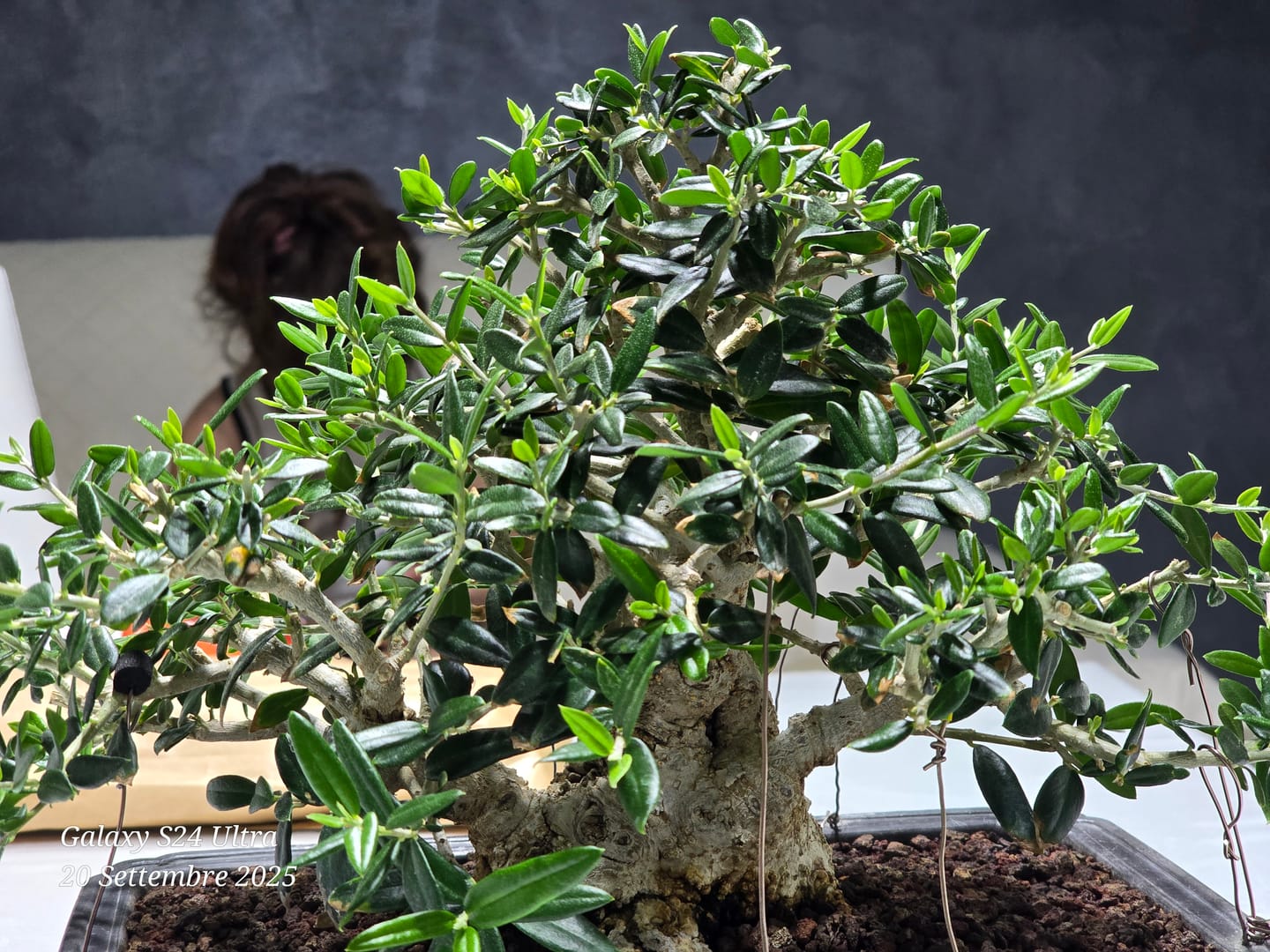 Customer photo review of CHERNOBYL CB® (Autunno Nucleare 2.0)