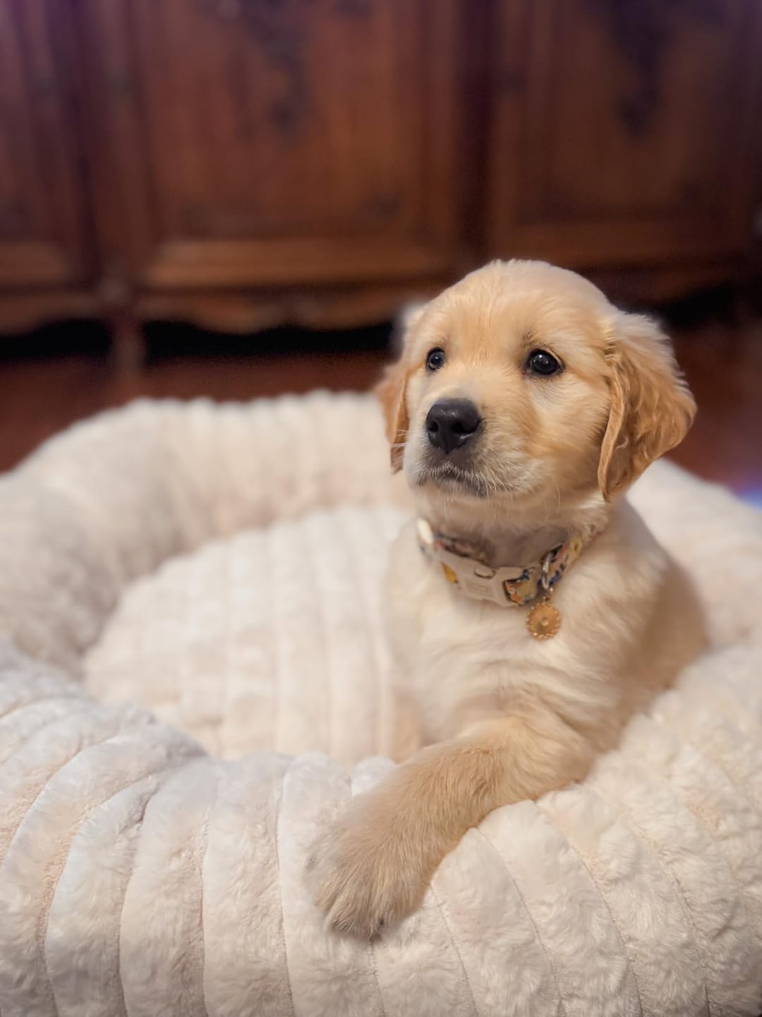 Customer photo review of Luxury Edition: Cama Anti-Estrés THE DOGS