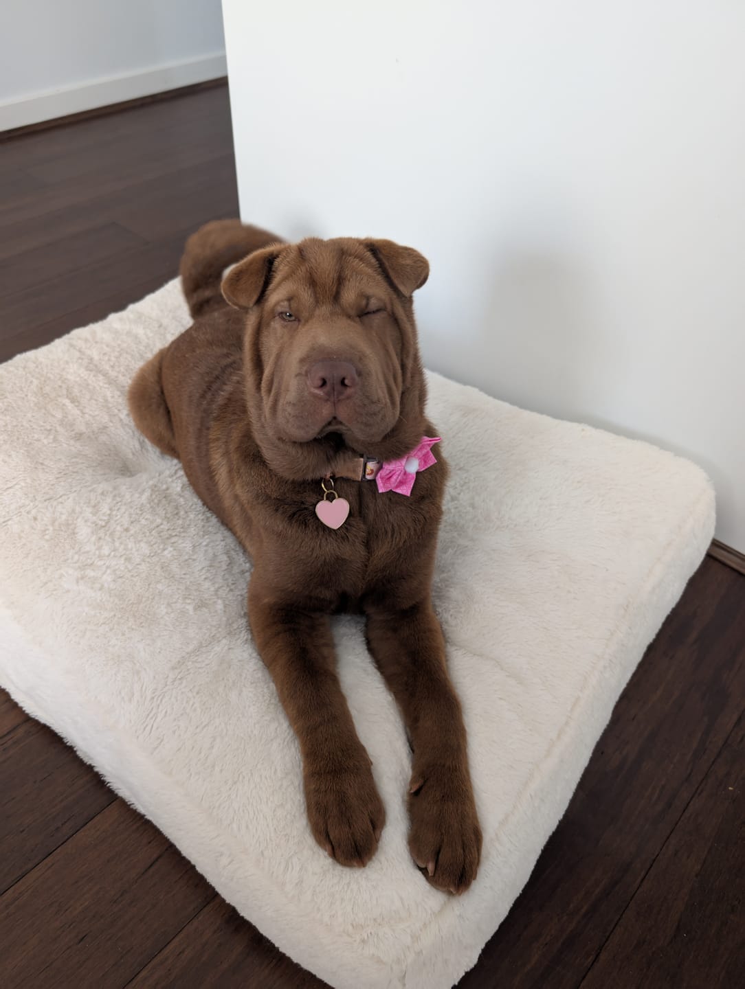 Customer photo review of Bugsy's Air-Dried Kangaroo