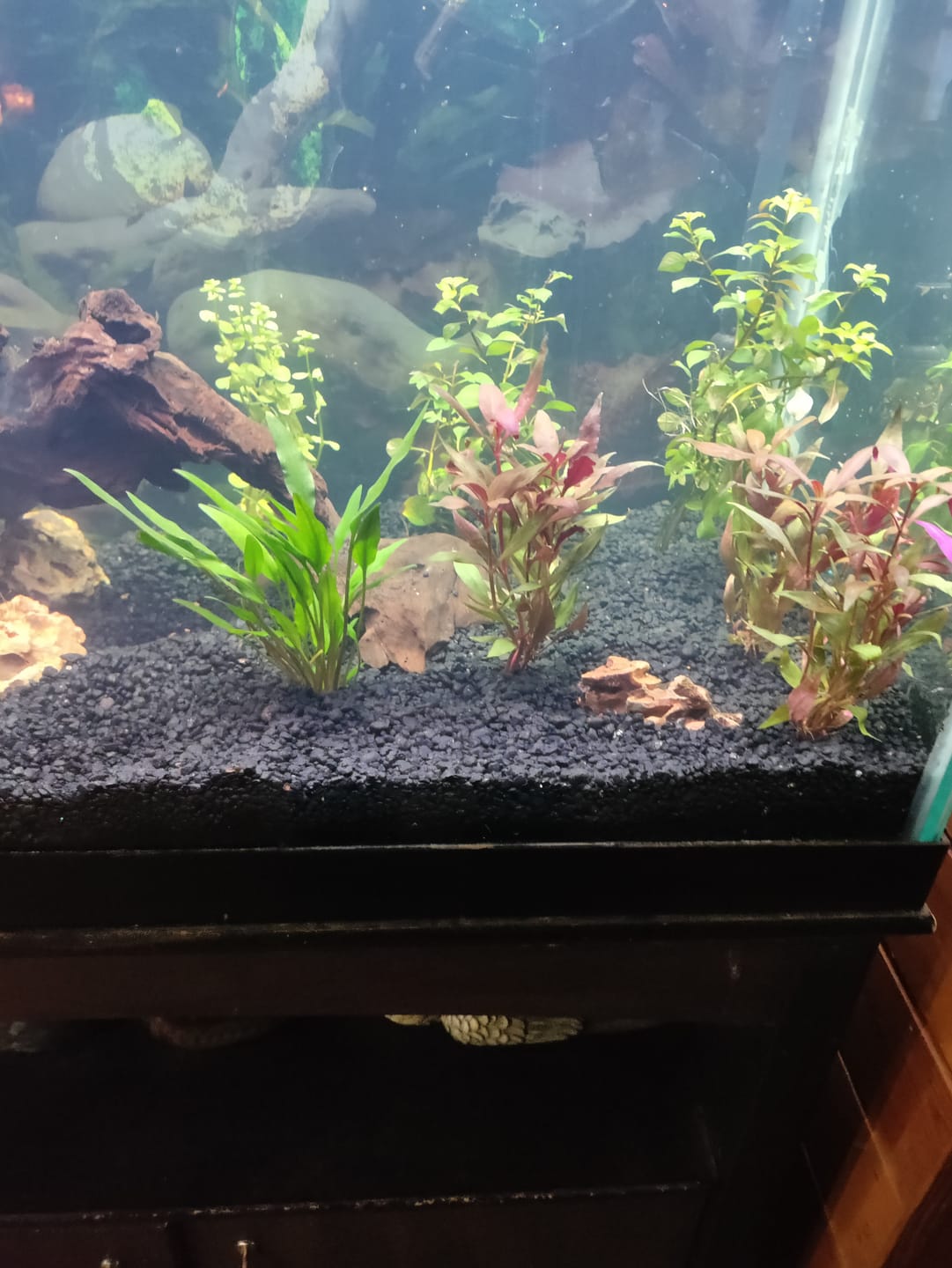 Customer photo review of Scarlet Temple  (Alternanthera reineckii)
