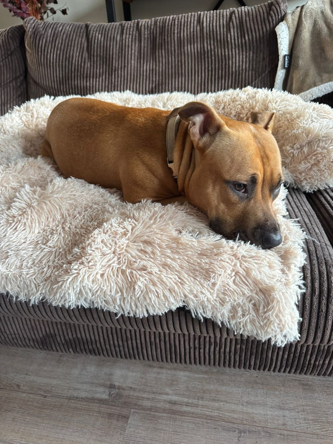 Customer photo review of Pet Perfect Fluffy Hondendeken Bank - Bankbeschermer - Wasbaar