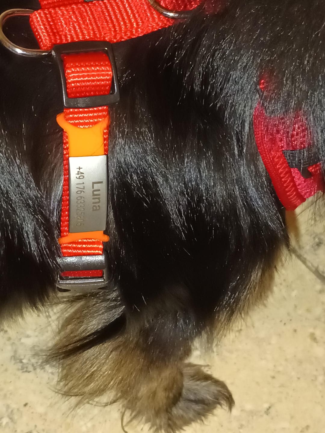 Customer photo review of Klapperfreie Hundemarke Silikonslider mit Edelstahl-Schild für Halsbänder inkl. GRATIS Gravur