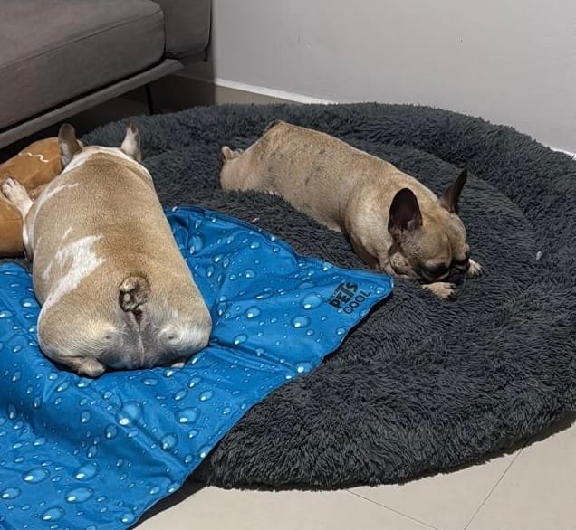 Customer photo review of Funda Original para Cama Antiestrés para Perros