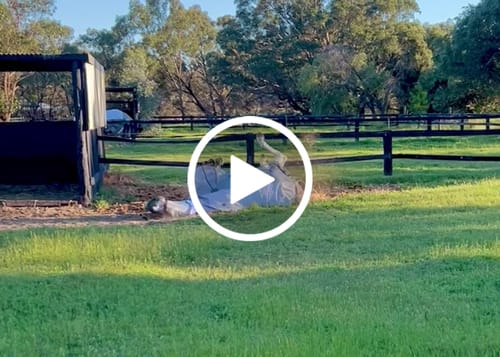 Customer video review of LE Breeze Summer Sheet with Fieldsafe Front