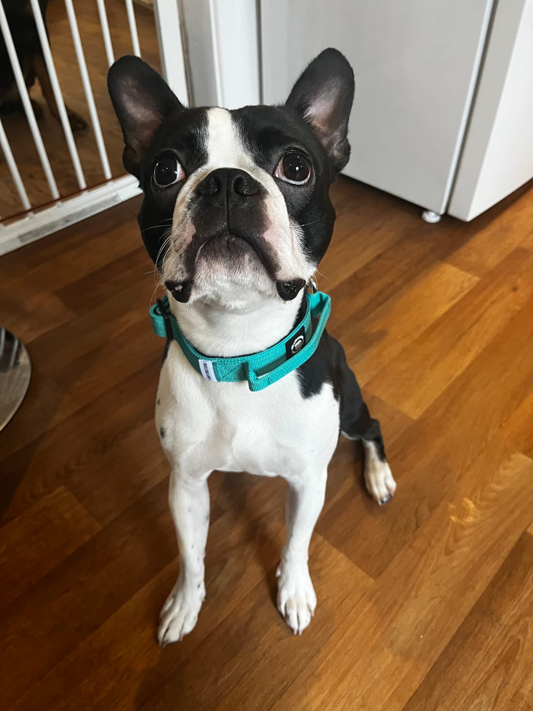 Customer photo review of 2.5cm Combat® Collar | With Handle & Rated Clip - Turquoise