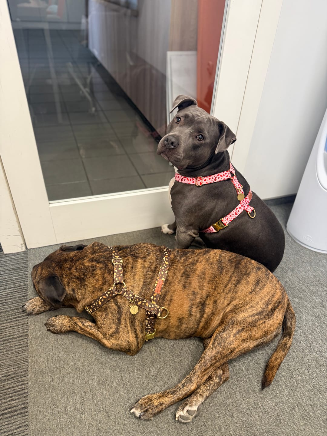 Customer photo review of Szelki guard "Pink Terrazzo" - złote okucia