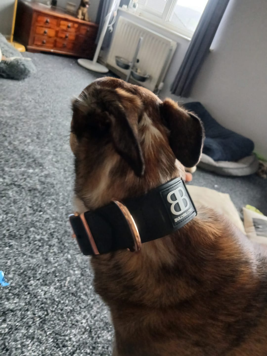Customer photo review of 5cm Slip on Collar | Foam Padded - Pink
