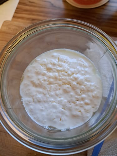 Customer photo review of BIO Milchkefir Starterkultur – 100% lebende Kefirknollen für unendliche Milchkefir-Herstellung