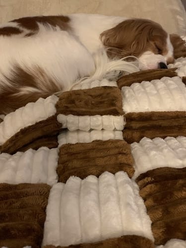 Customer photo review of NEW 2-in-1 Furniture Protector & Dog Bed Couch Cover with Thick Orthopedic Padding, Non-Slip Grip, Scratch-Resistant Surface & Machine-Washable Fabric
