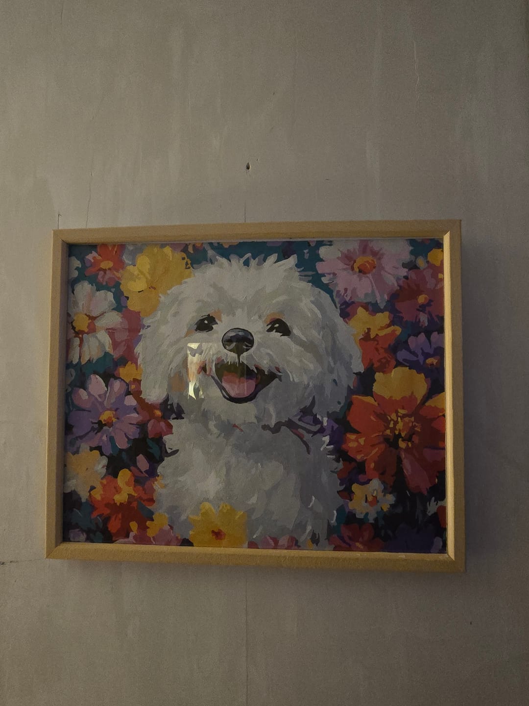 Customer photo review of Bichon Frise