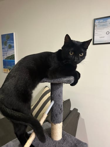 Customer photo review of Fit Litter