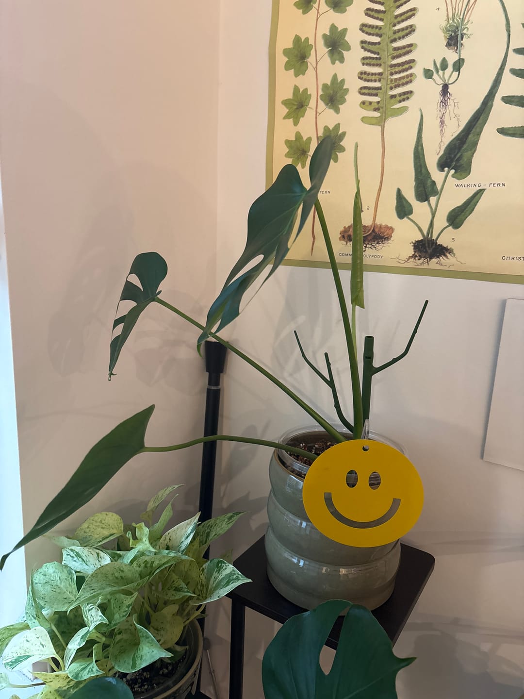 Customer photo review of Killer Smiles