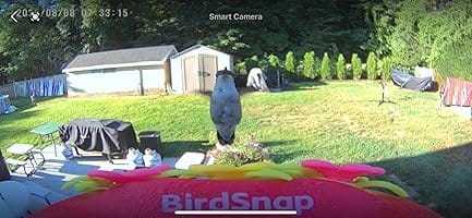 Customer photo review of Smart Hummingbird Feeder