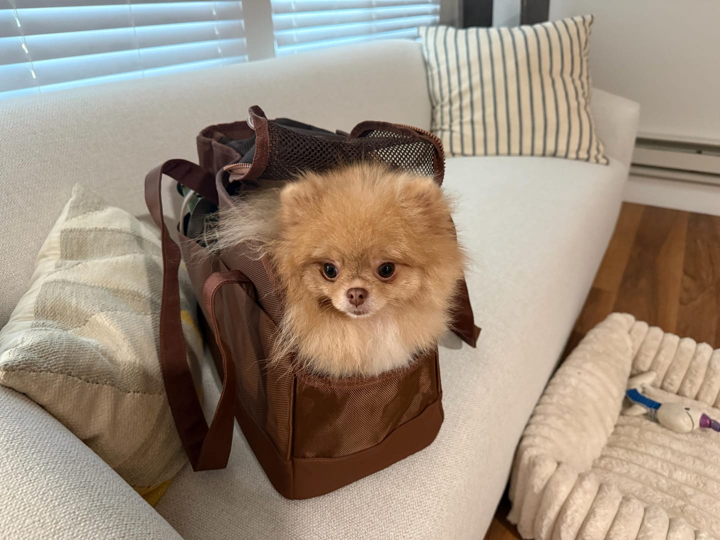 Customer photo review of Chocolate Brown Pet Tote Bag