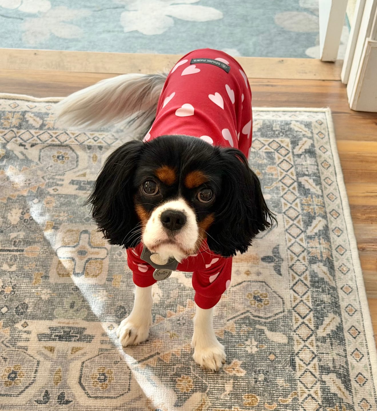Customer photo review of Dog Pajama - Red Hearts