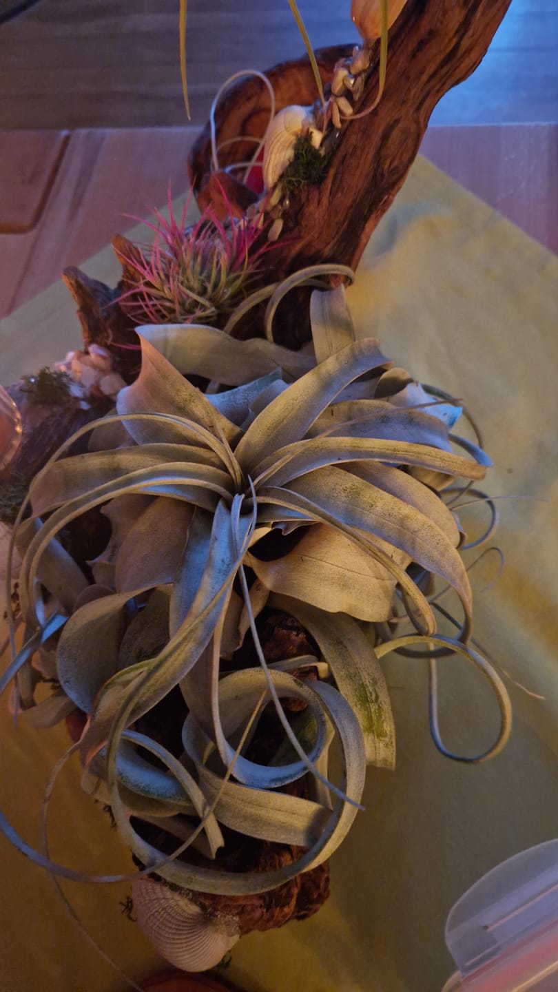 Customer photo review of Tillandsia xerographica 'Bonsai'
