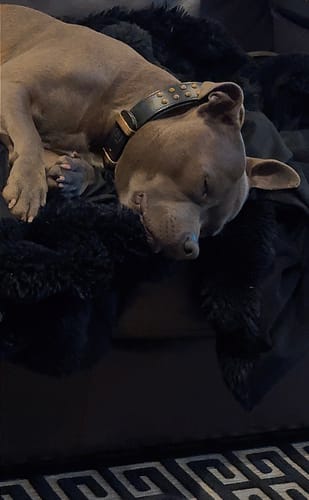 Customer photo review of Hand Made Leather Dog Collar- RuffNeck Black & Brass (Regular Fit)