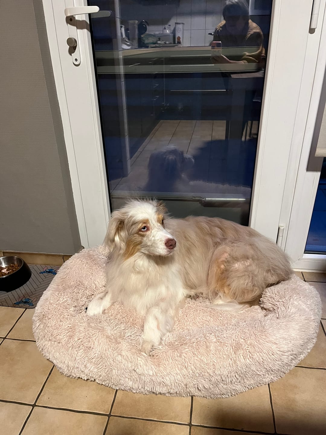 Customer photo review of Pet Perfect Fluffy Autostoel Hond (2-in-1) - Hondenmand Auto - Orthopedisch
