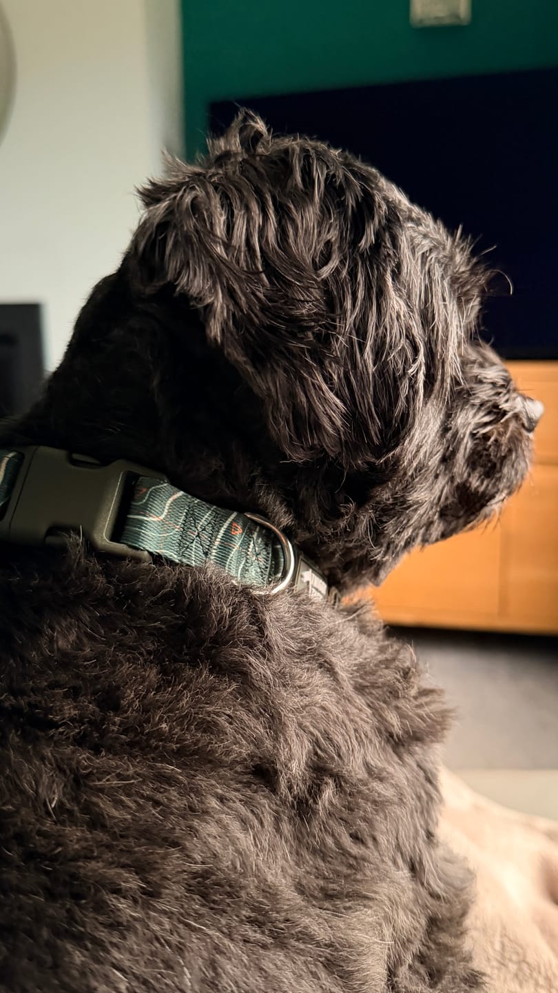 Customer photo review of Apex® Collar