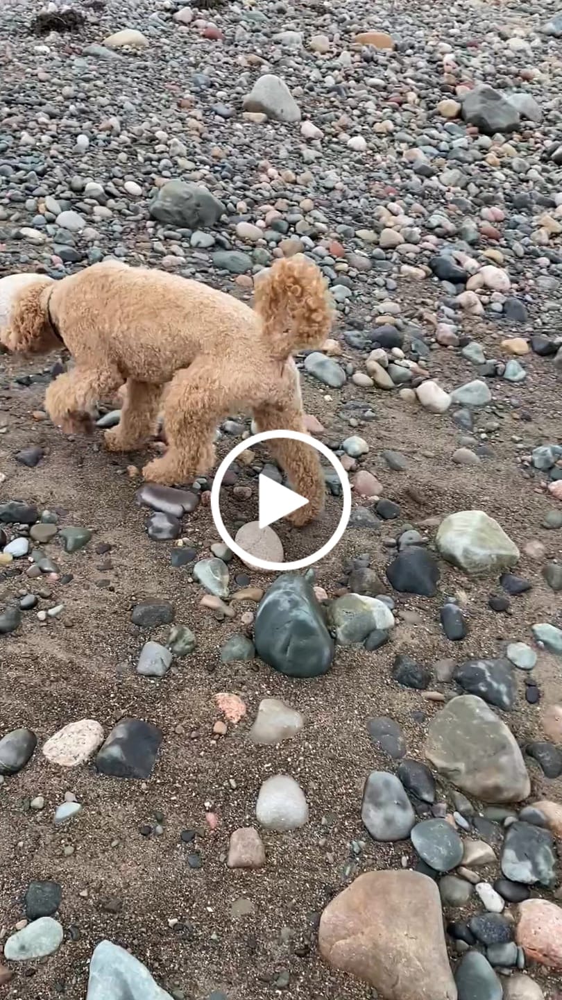 Customer video review of Natural Scottish Salmon Oil