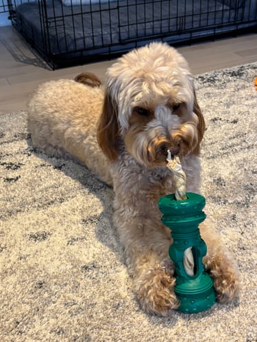 Customer photo review of Vrac Nature's Own - TwistaRoo pour chien