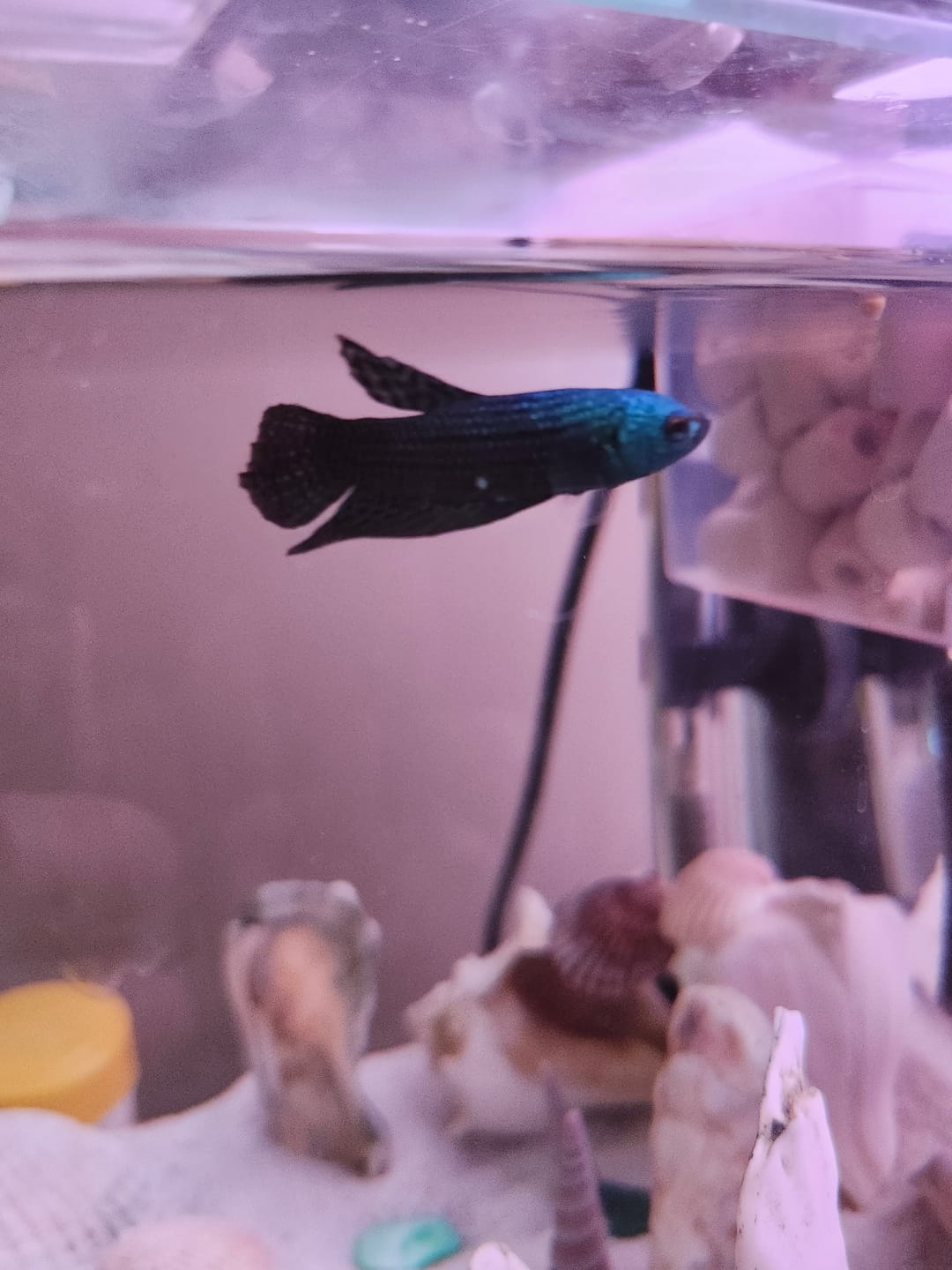 Customer photo review of Wild Alien Green Male Betta Fish
