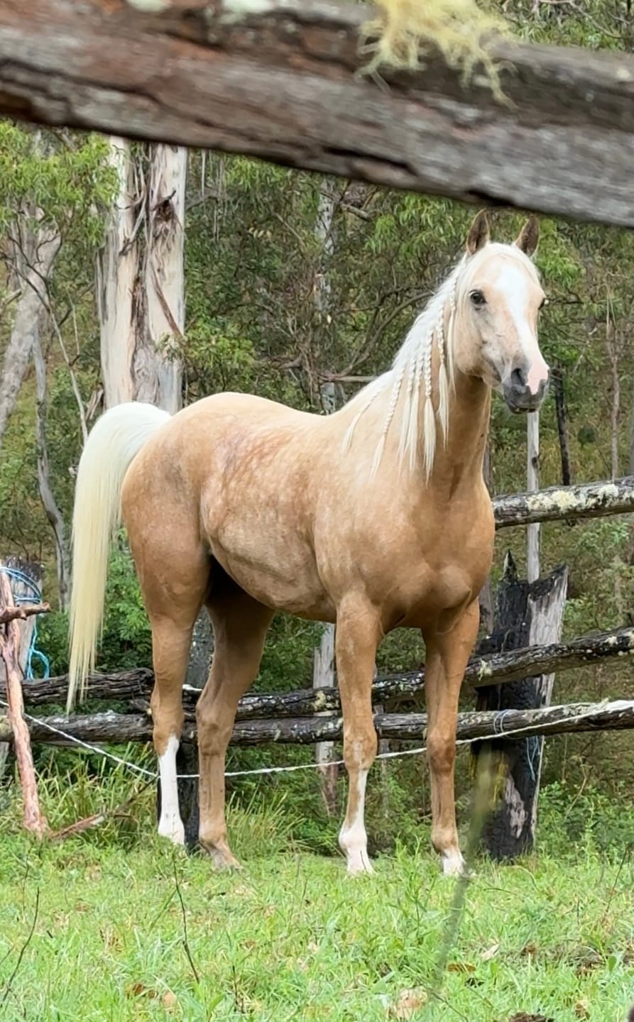 Customer photo review of Equine Joint Plus™️ 2kg