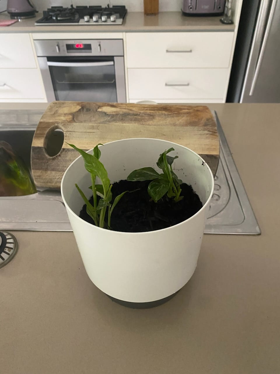 Customer photo review of Peace Lily - 'Domino' - Spathiphyllum wallisii