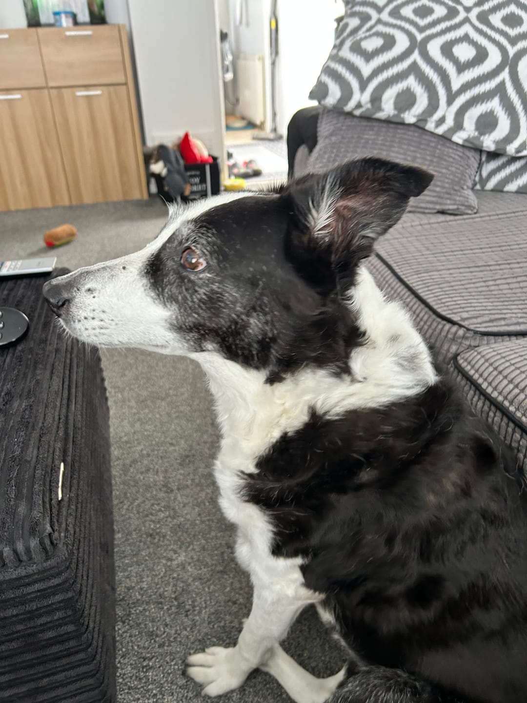 Customer photo review of Total Urinary Care Supplement For Dogs
