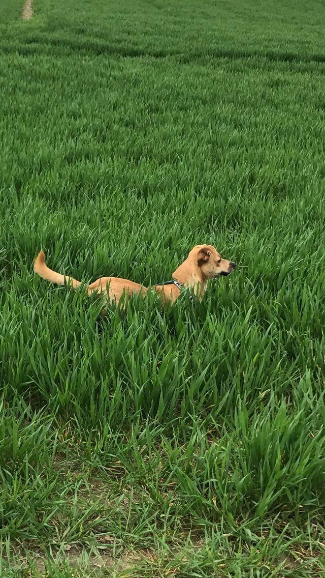 Customer photo review of Darmflora Test Basic Hund