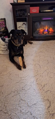 Customer photo review of Himalayan Yak Chew (EXTRA LARGE)