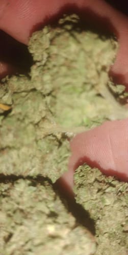 Customer photo review of Gorilla Glue THCA Flower