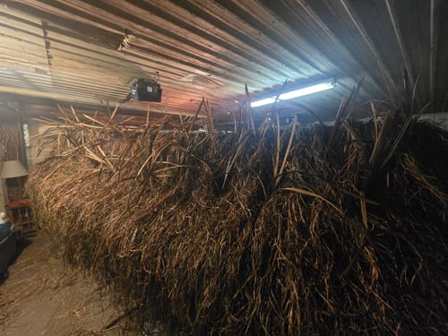 Customer photo review of Hunting Blind Raffia Grass (Pack)