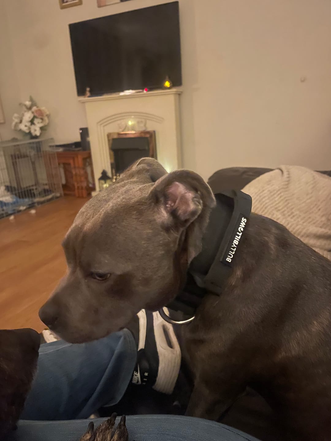 Customer photo review of 4cm Combat® Collar | Handle & Rated Clip - Black