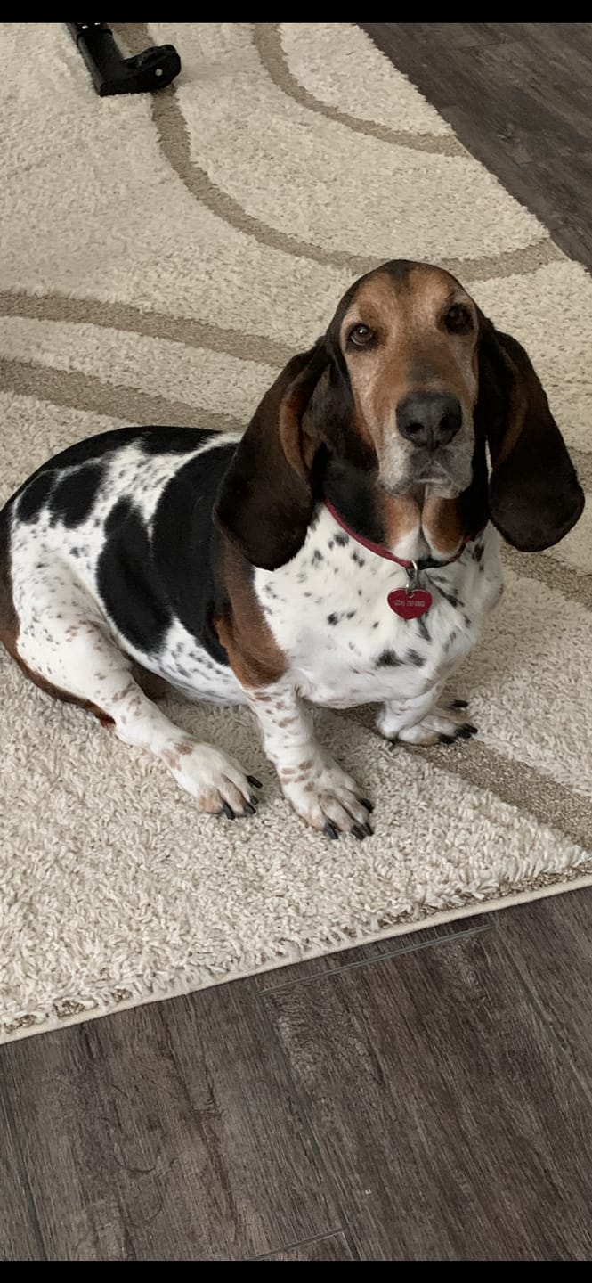 Customer photo review of Outdoor Pet Grave Marker, Dog head stone, Personalized Outdoor Engraved Pet Stone You left paw Prints