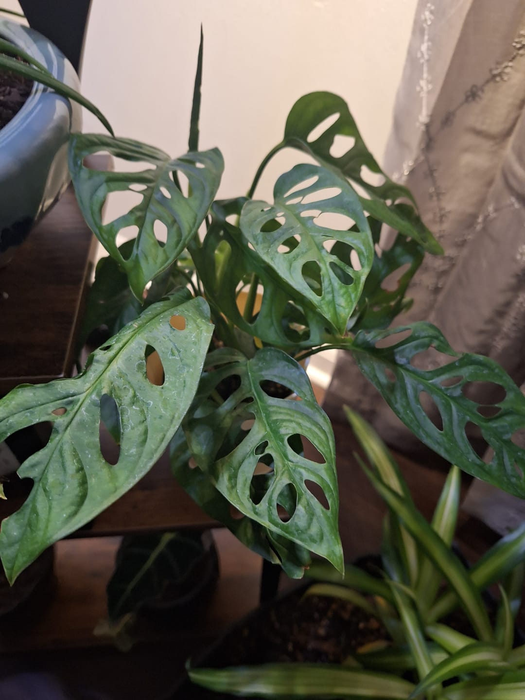 Customer photo review of Monstera adansonii Wide Leaf