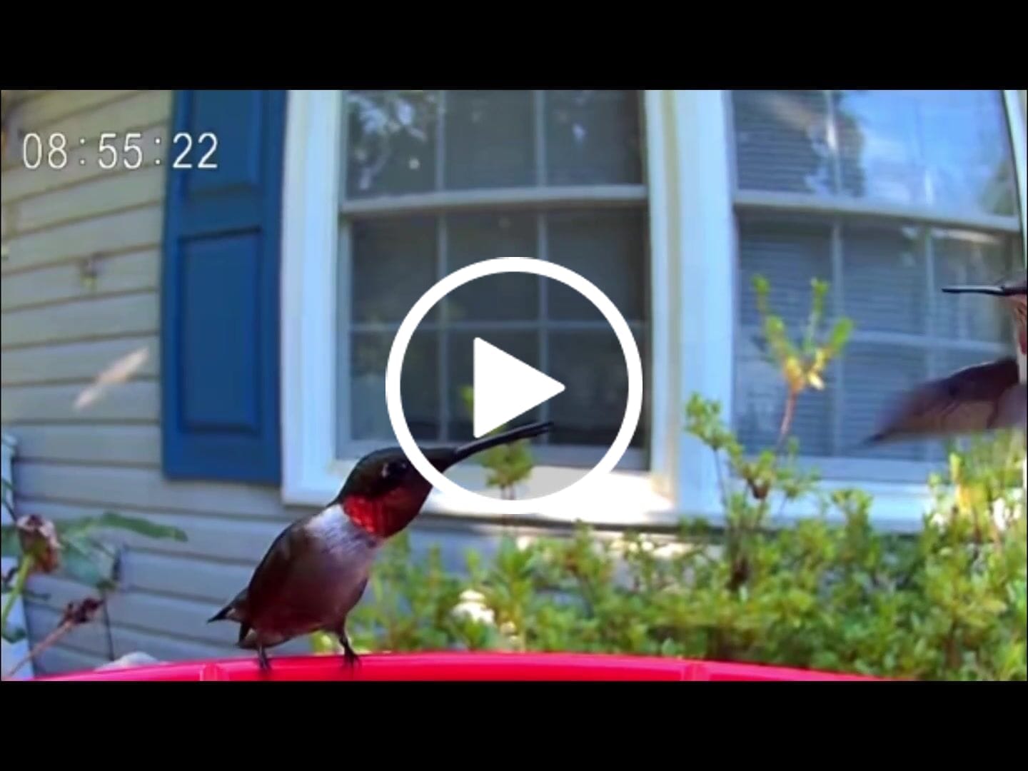 Customer video review of Smart Hummingbird Feeder